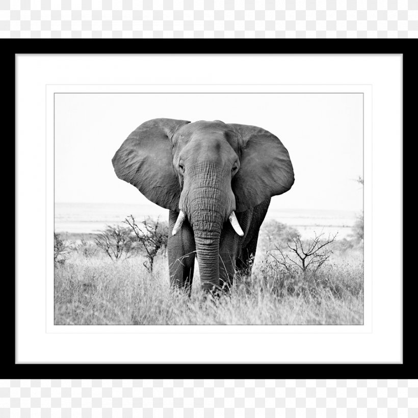 African Elephant Black And White Indian Elephant Photography, PNG, 1000x1000px, African Elephant, Art, Black And White, Canvas Print, Cattle Like Mammal Download Free