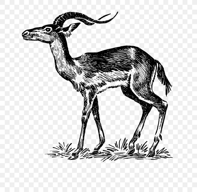 Chevrolet Impala Antelope Drawing Clip Art, PNG, 709x800px, Impala, Animal, Antelope, Black And White, Camel Like Mammal Download Free