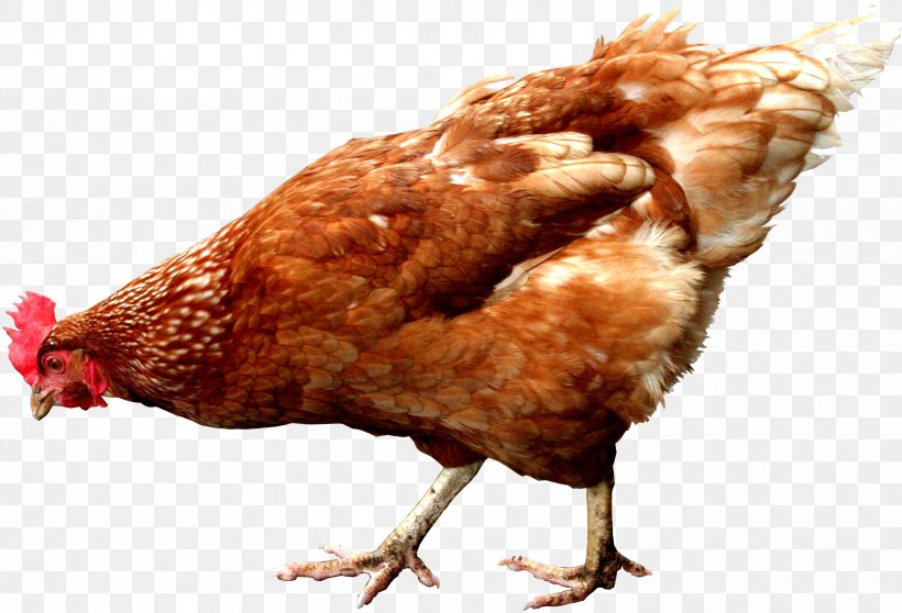 Chicken Hen Rooster Gamecock Egg, PNG, 2936x2000px, Chicken, Beak, Bird, Chicken Coop, Chicken Feet Download Free
