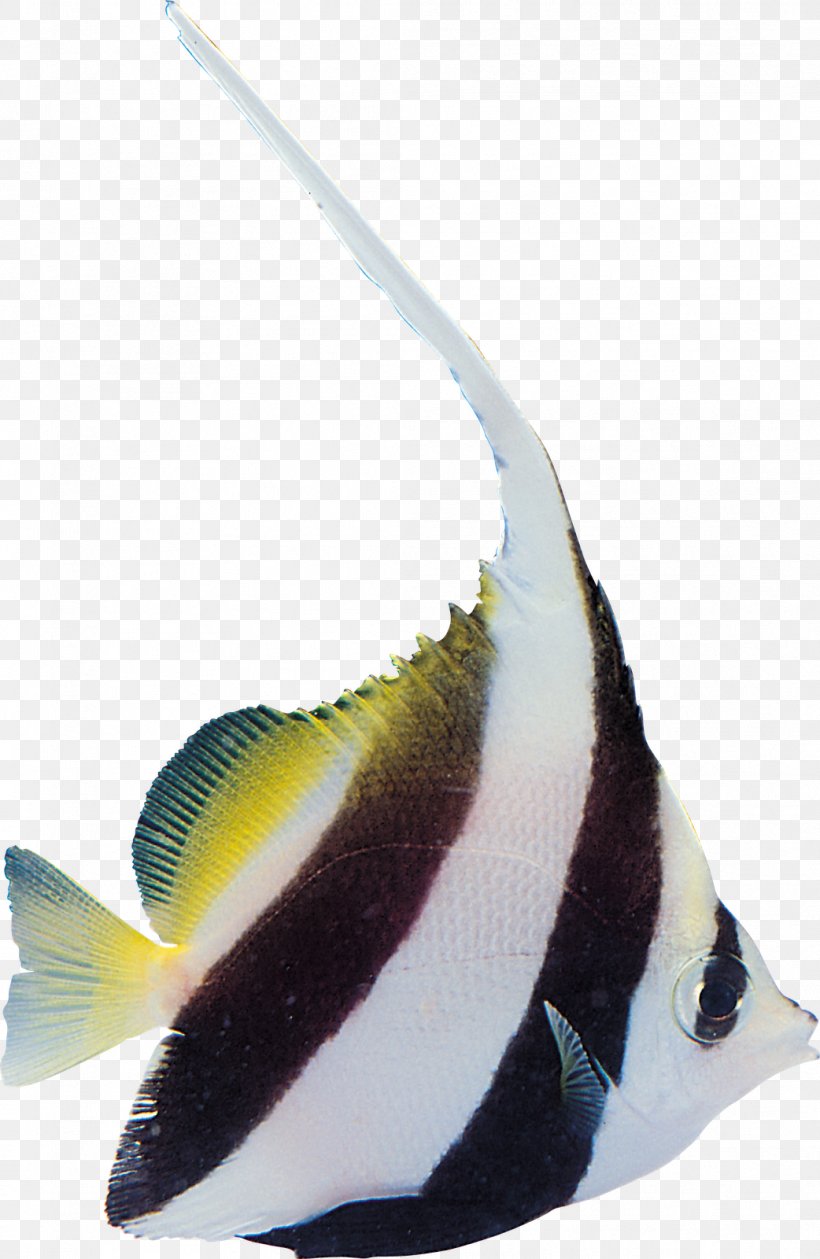 Tropical Fish Yakiniku Sushi, PNG, 1042x1600px, Fish, Beak, Digital Image, Fauna, Feather Download Free