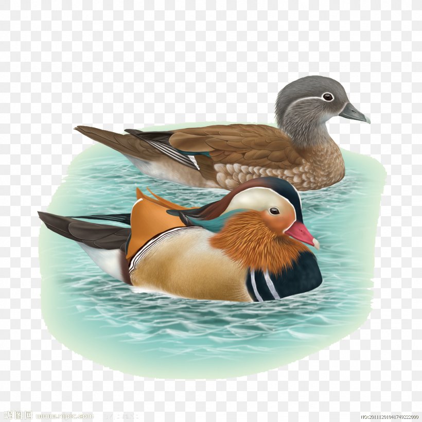 Bird Mandarin Duck Echtpaar Fenghuang, PNG, 1024x1024px, Bird, Beak, Color, Duck, Ducks Geese And Swans Download Free