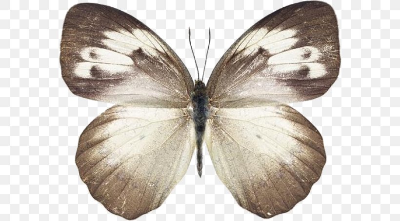 Butterfly Stock Photography, PNG, 580x455px, Butterfly, Aporia Crataegi, Arthropod, Bombycidae, Brush Footed Butterfly Download Free