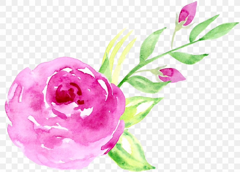 Floral Design Beach Rose Pink Watercolor Painting, PNG, 1825x1311px, Floral Design, Beach Rose, Cut Flowers, Floristry, Flower Download Free