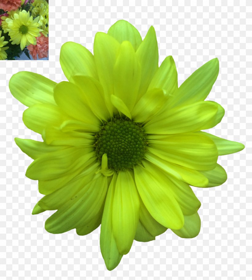 Flower Common Daisy Green Petal, PNG, 1024x1138px, Flower, Annual Plant, Blanket Flowers, Blossom, Chamomile Download Free