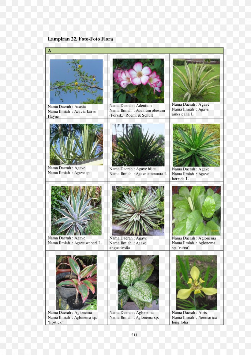 Flowering Plant Herbalism, PNG, 1654x2338px, Flower, Flora, Flowering Plant, Grass, Herbalism Download Free
