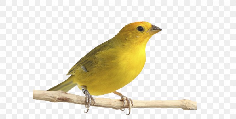 Atlantic Canary Saffron Finch Bird Pet Passerine, PNG, 1302x662px, Atlantic Canary, American Sparrows, Beak, Bird, Canary Download Free
