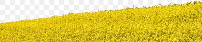 Crop Meadow Rapeseed Field Grasses, PNG, 1900x400px, Crop, Agriculture, Commodity, Field, Grass Download Free