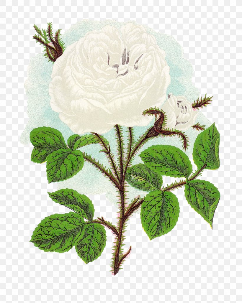 Flower Plant Clip Art, PNG, 1276x1600px, Flower, Antique, Botany, Collage, Ernst Haeckel Download Free