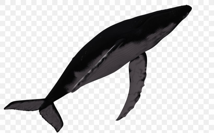 Marine Mammal Humpback Whale Dolphin, PNG, 1024x639px, Marine Mammal, Beak, Cetacea, Dolphin, Fin Download Free