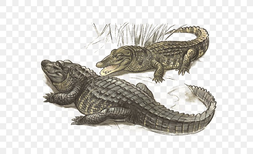 Nile Crocodile American Alligator Fauna, PNG, 600x500px, Nile Crocodile, Alligator, Alligators, American Alligator, Crocodile Download Free
