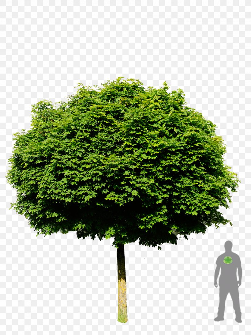 Tree Planting Stock Photography Royalty-free Shrub, PNG, 900x1200px, Tree, Arbor Day, Evergreen, Grass, Oak Download Free