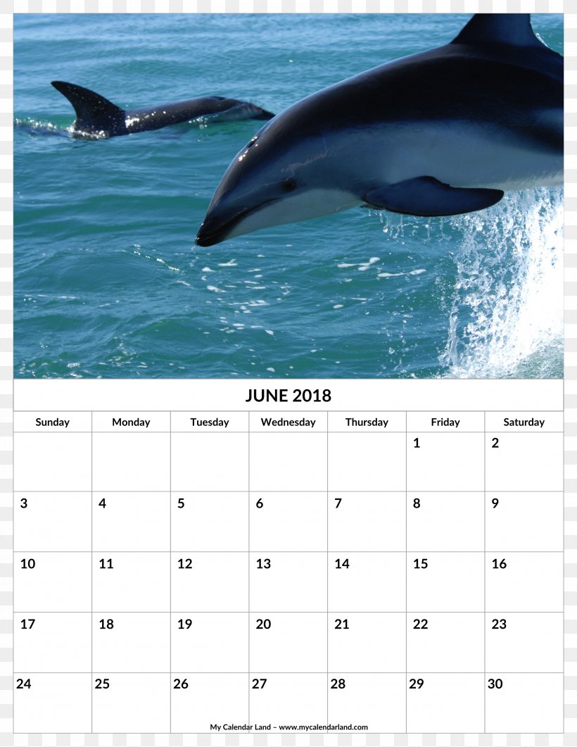Common Bottlenose Dolphin Southern Right Whale Dolphin Valdes Peninsula Dusky Dolphin, PNG, 2550x3300px, Common Bottlenose Dolphin, Animal, Calendar, Cetacea, Common Dolphins Download Free