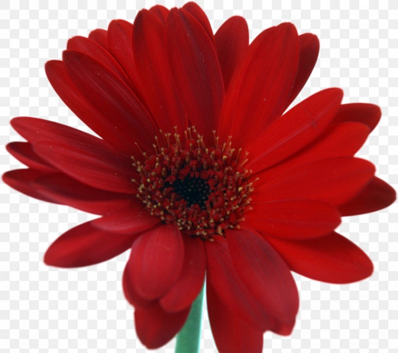 Desktop Wallpaper Flower Nosegay Clip Art, PNG, 1200x1067px, Flower, Channel One Russia, Chrysanths, Cut Flowers, Daisy Family Download Free