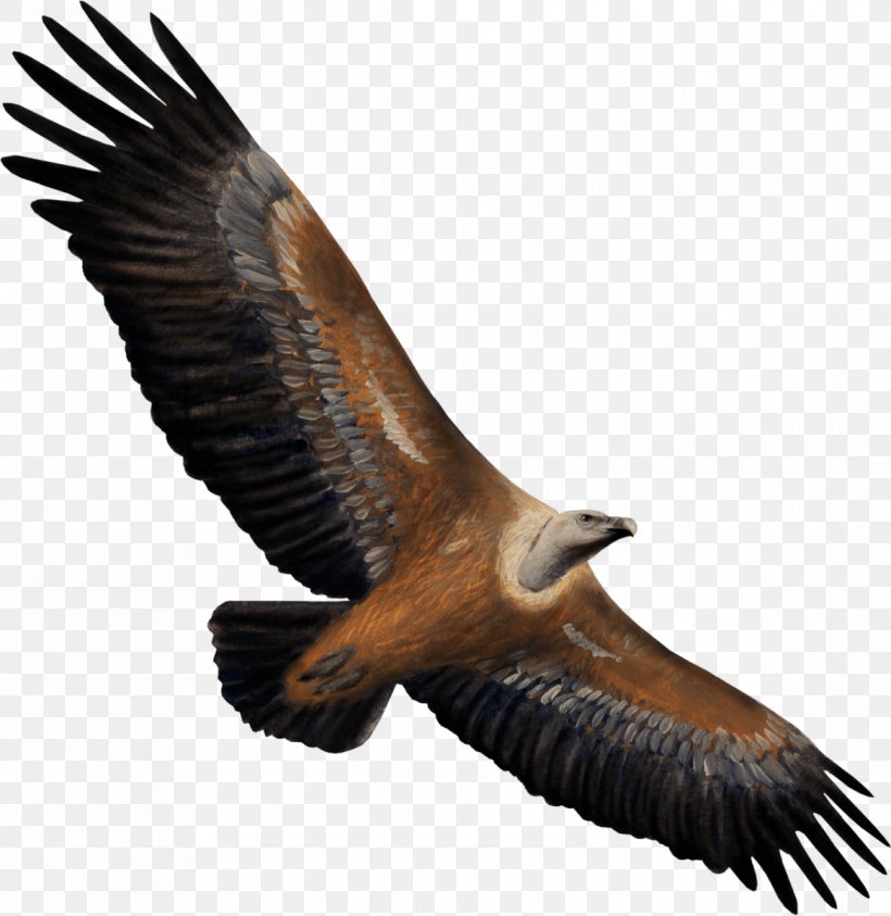 Eagle Vulture Bird Of Prey Hawk, PNG, 1166x1200px, Watercolor, Cartoon, Flower, Frame, Heart Download Free