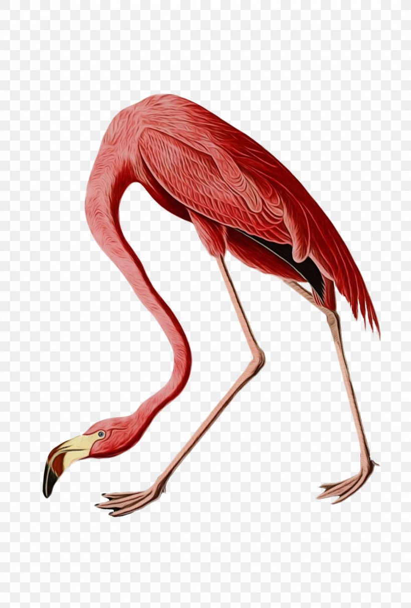 Flamingo Cartoon, PNG, 1083x1600px, Birds Of America, American Flamingo, Artist, Beak, Bird Download Free