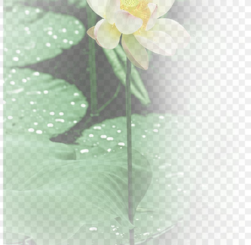 Pingyao County Nelumbo Nucifera White Drop, PNG, 800x800px, Nelumbo Nucifera, Bubble, Drop, Flower, Lacquerware Download Free