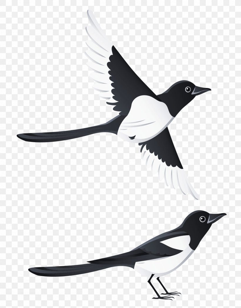Swallow Bird Beak, PNG, 1563x1995px, Bird, Animation, Beak, Black And White, Fauna Download Free
