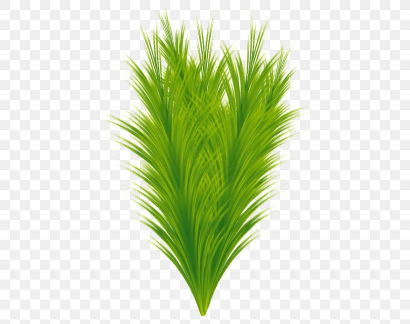 Sweet Grass Terrestrial Plant Leaf Grasses, PNG, 420x649px, Sweet Grass, Grass, Grass Family, Grasses, Leaf Download Free