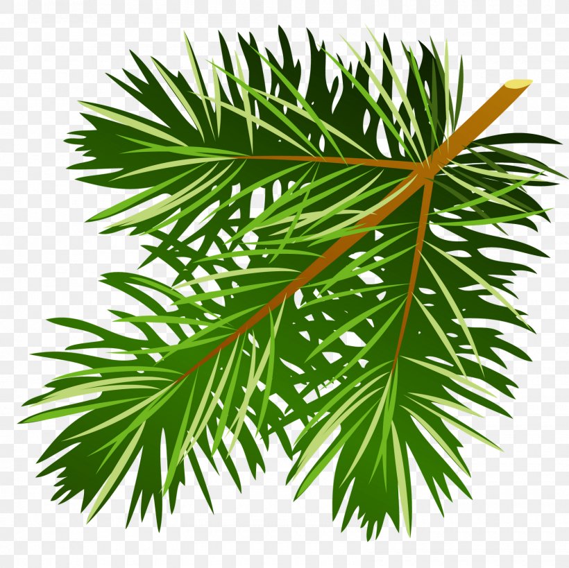 Clip Art Pine Illustration Image, PNG, 1600x1600px, Pine, American Larch, Arecales, Botany, Branch Download Free