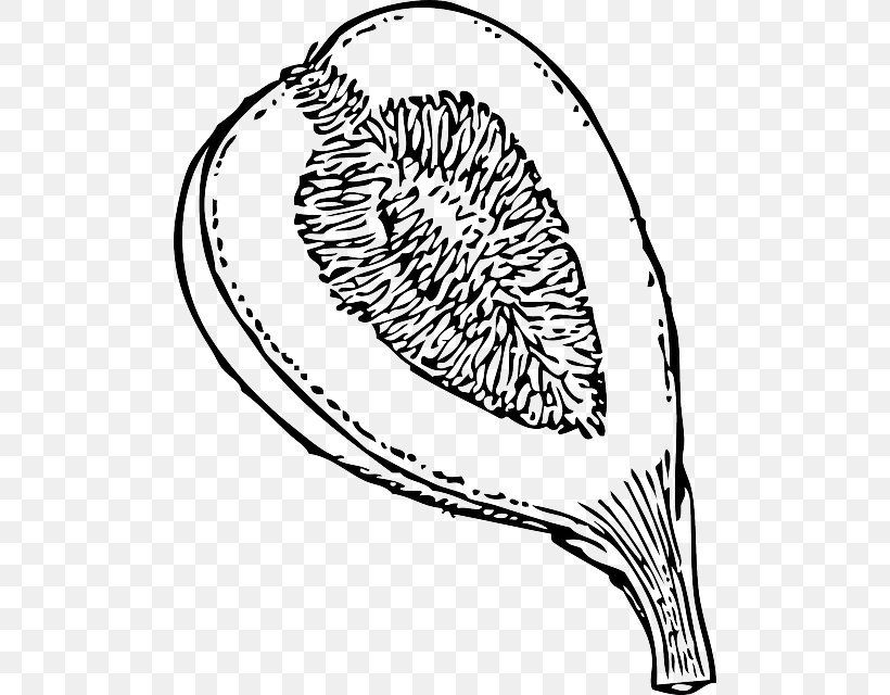 Mission Fig Clip Art, PNG, 500x640px, Mission Fig, Area, Artwork, Black And White, Common Fig Download Free