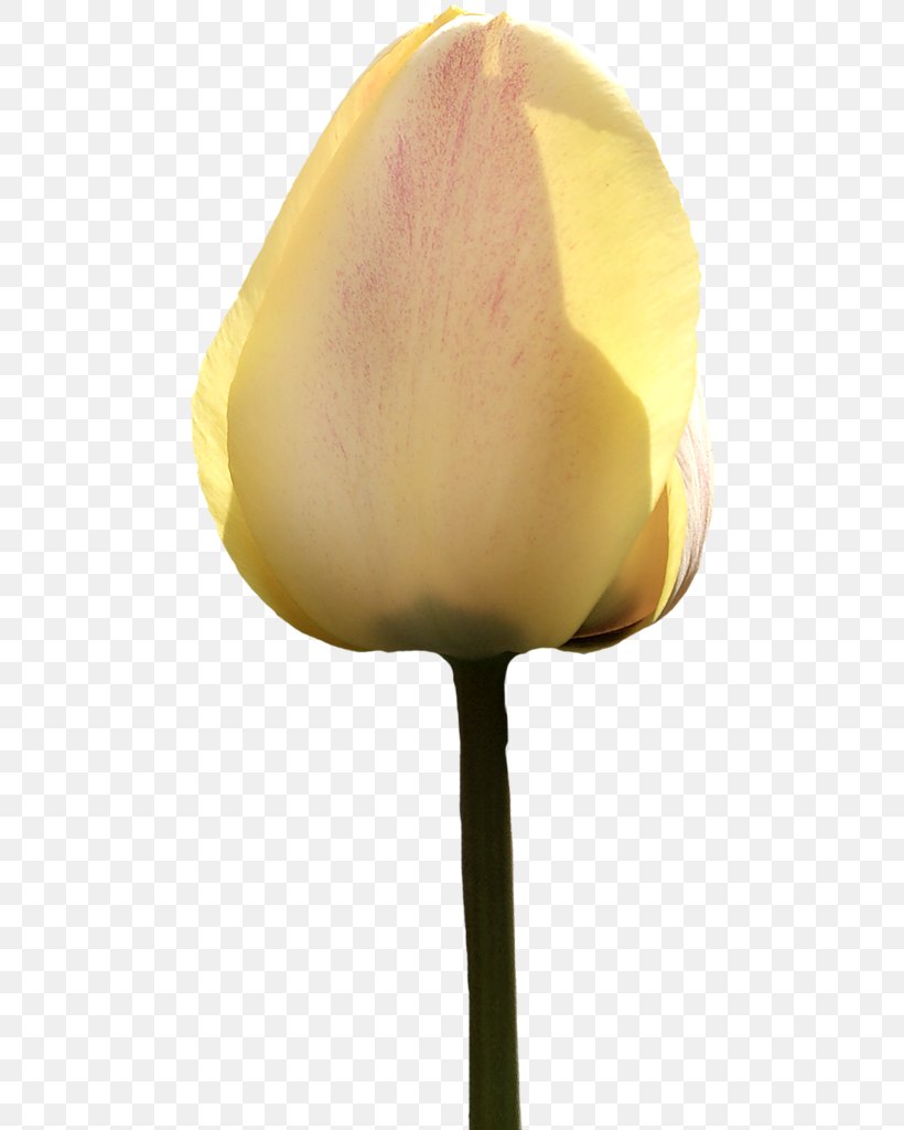 Tulip Petal Flower Painting Plant Stem, PNG, 482x1024px, Tulip, Color, Display Resolution, Flower, Flowering Plant Download Free