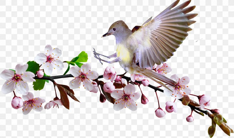 Bird Beak Clip Art Gulls Image, PNG, 1200x712px, Bird, Beak, Blossom, Branch, Cherry Blossom Download Free
