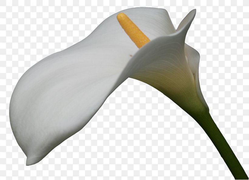 Flower More Tsvetov White Red, PNG, 1280x925px, Flower, Arum, Color, Dance, Internet Download Free