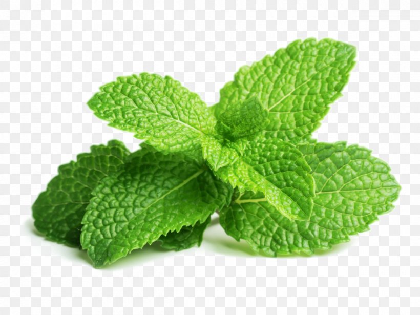 Peppermint Mentha Spicata Herb Mojito Leaf, PNG, 1200x900px, Peppermint, Basil, Food, Herb, Herbal Download Free