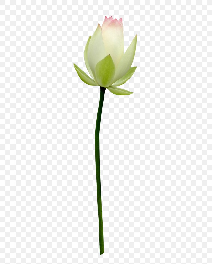 Sacred Lotus Image Stock.xchng Photography, PNG, 358x1024px, Sacred Lotus, Bud, Cut Flowers, Drawing, Flower Download Free
