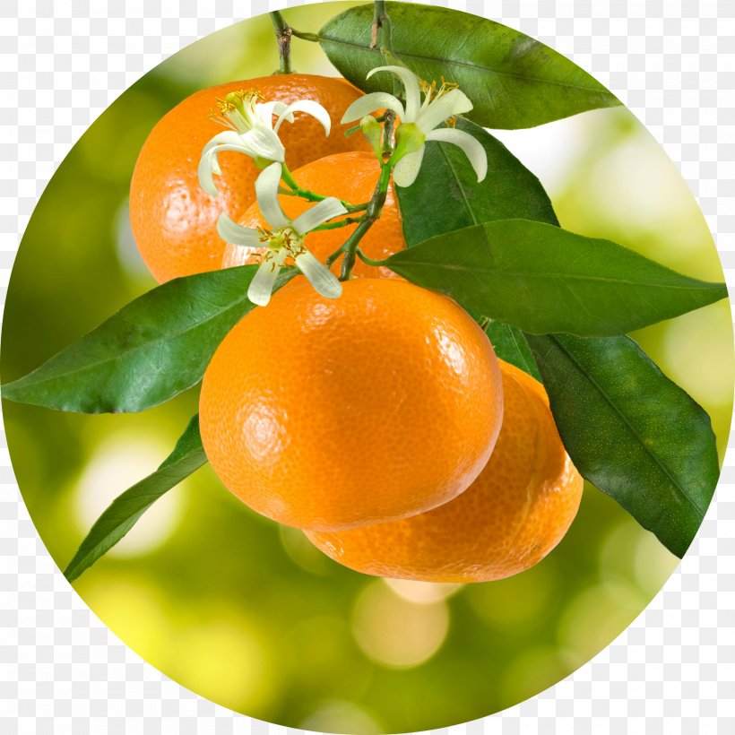 Tangerine Mandarin Orange Stock Photography Clementine, PNG, 2000x2000px, Tangerine, Bitter Orange, Citrus, Clementine, Depositphotos Download Free