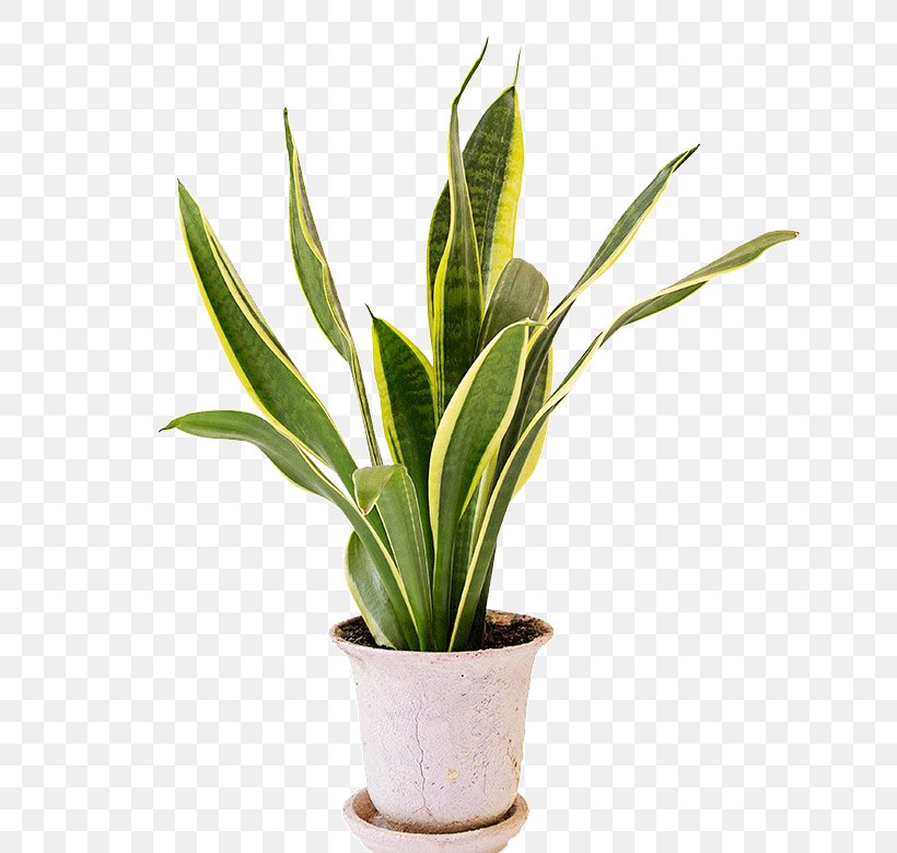 Viper's Bowstring Hemp Houseplant Hechtia Stock Photography, PNG, 780x780px, Plant, Bromeliads, Flower, Flowerpot, Fotolia Download Free
