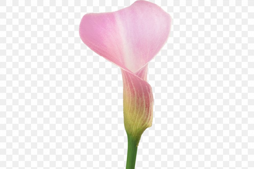 Cut Flowers Petal Plant Stem, PNG, 3000x2000px, Flower, Arum, Cut Flowers, Flowering Plant, Petal Download Free