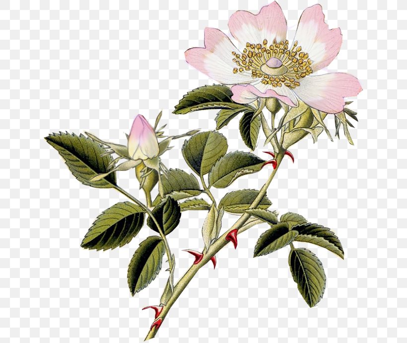 Dog-rose Rosa Carolina Rosa Rubiginosa Field Rose Rose Hip, PNG, 645x691px, Dogrose, Botanical Illustration, Botany, Branch, Carolina Rose Download Free