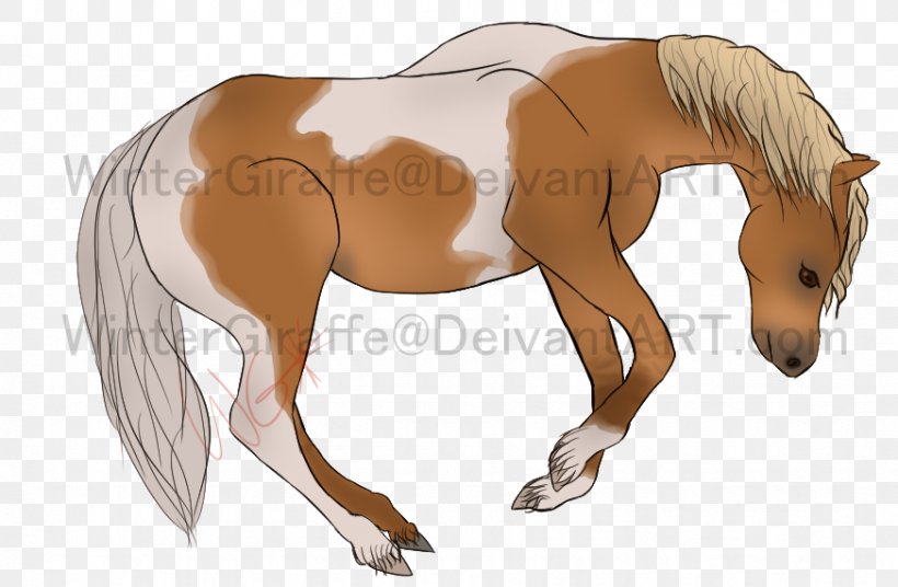 Foal Mane Stallion Halter Mare, PNG, 873x571px, Foal, Bridle, Colt, Halter, Horse Download Free