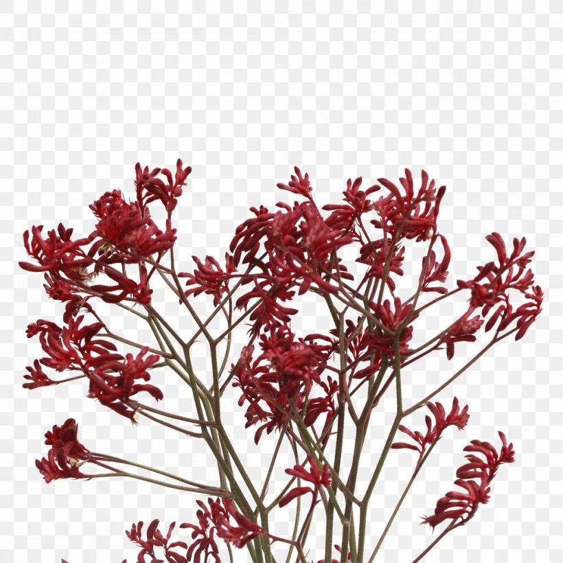 Kangaroo Paw Plant Stem Tree Twig, PNG, 1000x1000px, Kangaroo Paw, Branch, Electronic Symbol, Flower, Flowering Plant Download Free