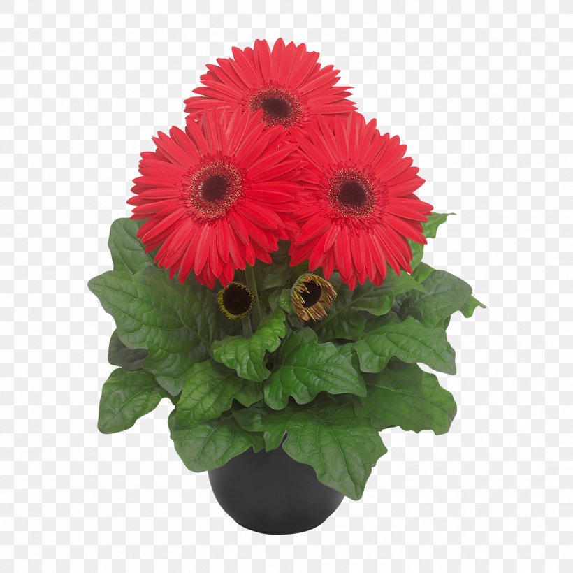 Transvaal Daisy Floral Design Cut Flowers Flower Bouquet, PNG, 1772x1772px, Transvaal Daisy, Annual Plant, Artificial Flower, Cut Flowers, Daisy Family Download Free