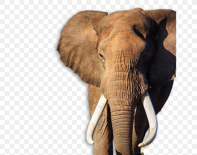 African Bush Elephant Addo Elephant National Park Indian Elephant Desktop Wallpaper, PNG, 646x646px, African Bush Elephant, Addo Elephant National Park, African Elephant, Asian Elephant, Black And White Download Free