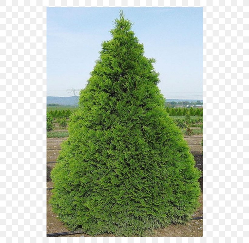 Spruce Pine Larch Arborvitae Fir, PNG, 800x800px, Spruce, Arborvitae, Biome, Christmas Tree, Conifer Download Free