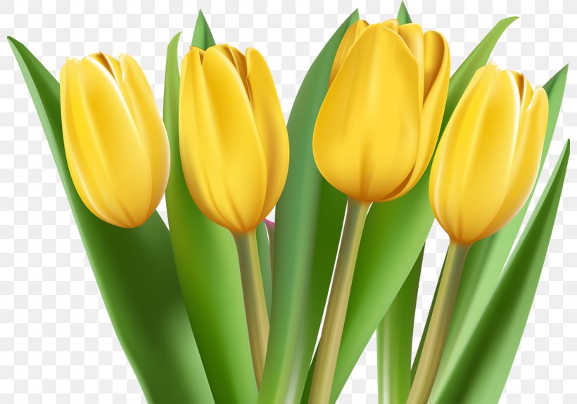 Tulip Clip Art, PNG, 800x575px, Tulip, Bud, Button, Computer Software, Drawing Download Free