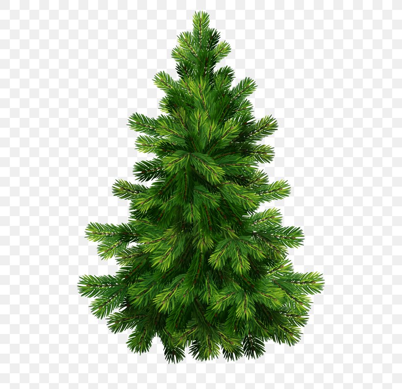Vector Graphics Fir Christmas Tree Christmas Day Royalty-free, PNG, 612x792px, Fir, American Larch, Artificial Christmas Tree, Balsam Fir, Branch Download Free