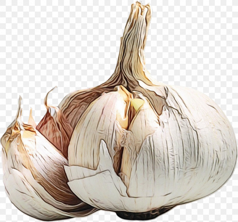 Elephant Garlic Garlic Health Yellow Onion Nutrient, PNG, 901x841px, Watercolor, Elephant Garlic, Garlic, Health, Infection Download Free