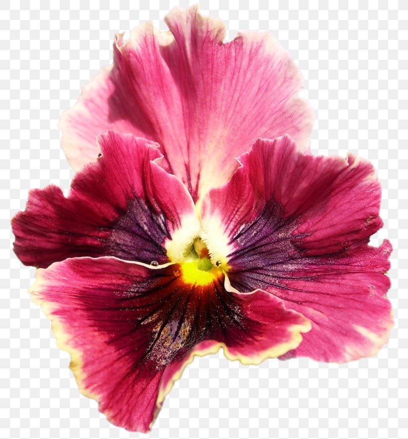 Pansy Hibiscus Magenta Annual Plant, PNG, 789x882px, Pansy, Annual Plant, Flower, Flowering Plant, Hibiscus Download Free