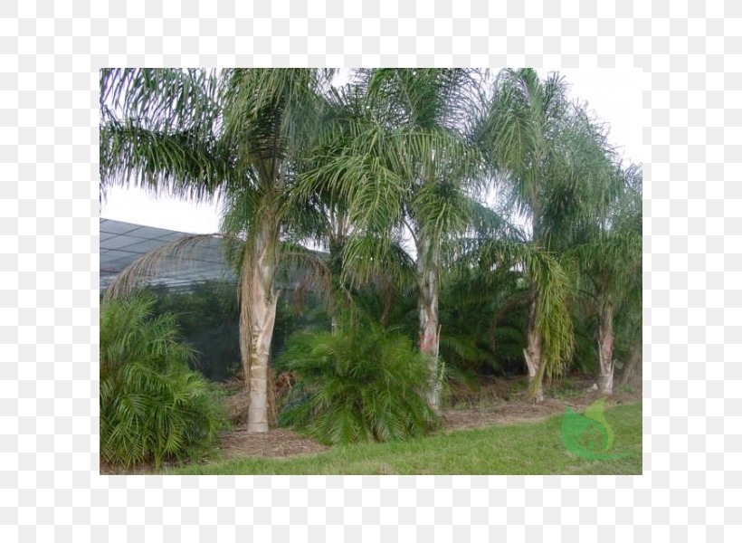 Asian Palmyra Palm Queen Palm Syagrus Coronata Arecaceae Tree, PNG, 600x600px, Asian Palmyra Palm, Arecaceae, Arecales, Attalea Speciosa, Babassu Download Free