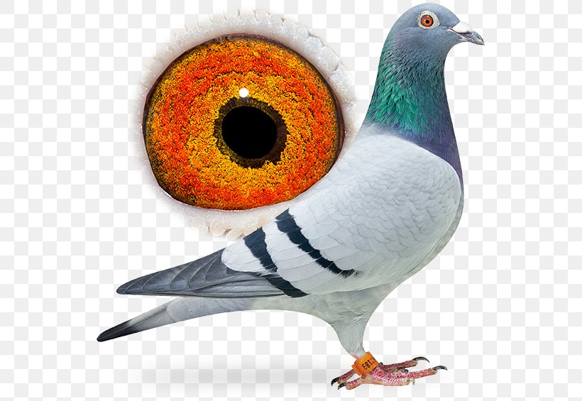 Beak Homing Pigeon Racing Homer Columbidae Fancy Pigeon, PNG, 556x565px, Beak, Bird, Breed, Columbidae, Columbiformes Download Free