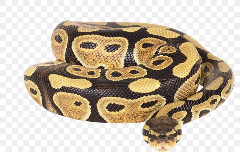 Dwarf Burmese Python Ball Python Reticulated Python African Rock Python Snake, PNG, 1600x1017px, Dwarf Burmese Python, African Rock Python, Ball Python, Boa Constrictor, Boas Download Free