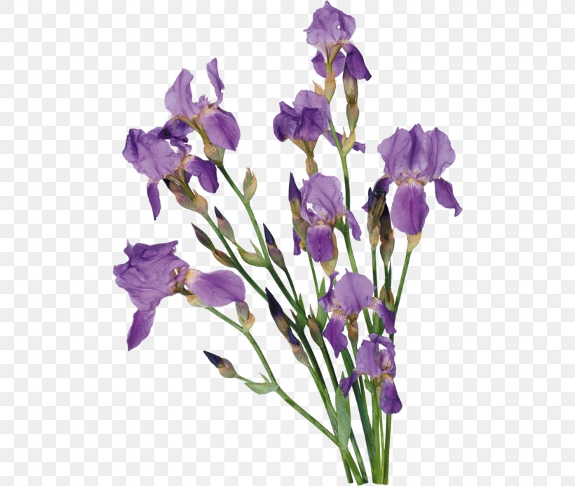 Irises Flower Clip Art, PNG, 500x694px, Irises, Bellflower Family, Cut Flowers, Data Compression, Flower Download Free