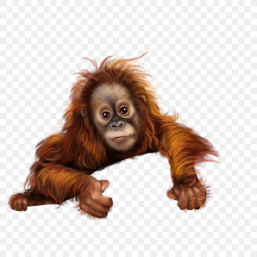 Orangutan Monkey Baboons, PNG, 1500x1500px, Orangutan, Baboons, Fur, Great Ape, Mammal Download Free