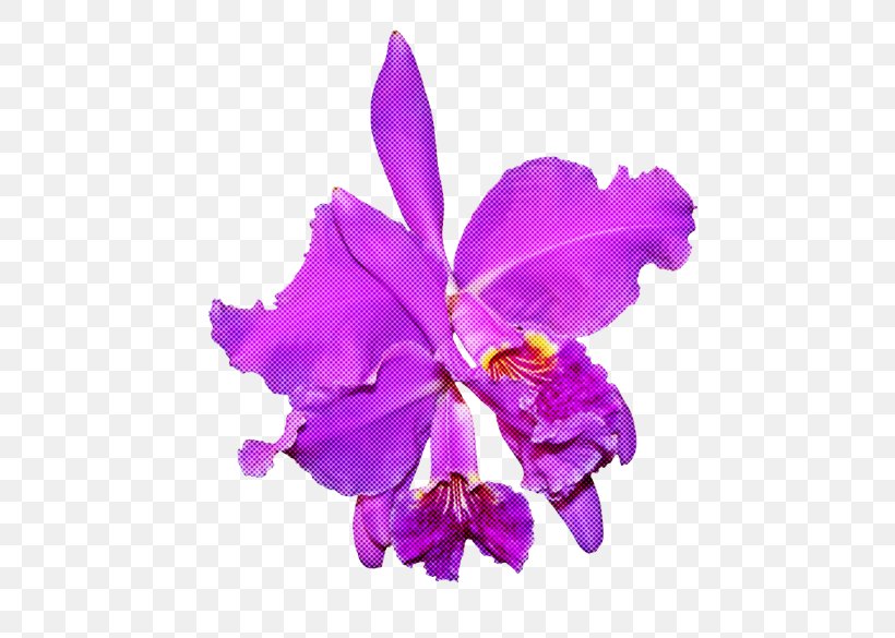 Flower Cattleya Labiata Violet Purple Plant, PNG, 700x585px, Flower, Cattleya Labiata, Christmas Orchid, Cut Flowers, Petal Download Free