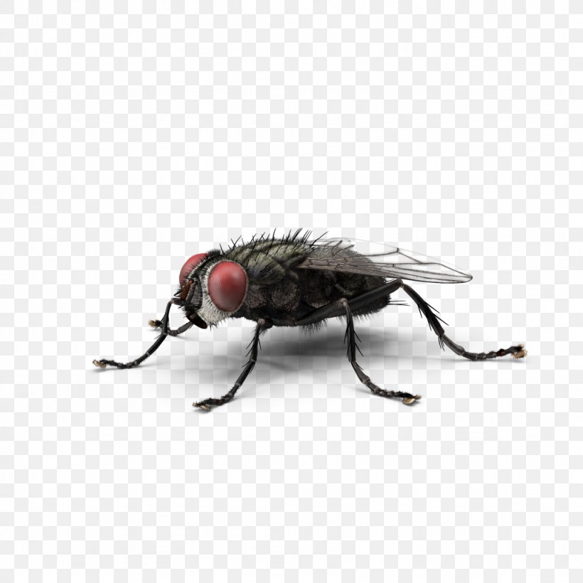 Housefly Insect Green Bottle Fly Blow Flies, PNG, 1024x1024px, Fly, Arthropod, Beetle, Blow Flies, Colorado Potato Beetle Download Free