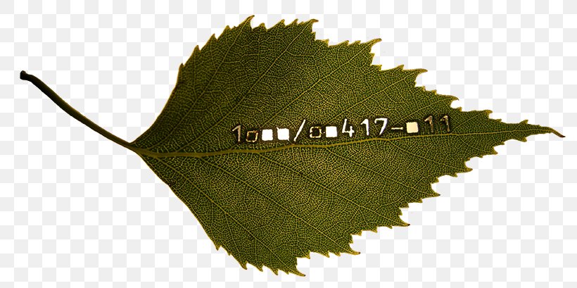 Leaf, PNG, 800x409px, Leaf, Plant, Tree Download Free